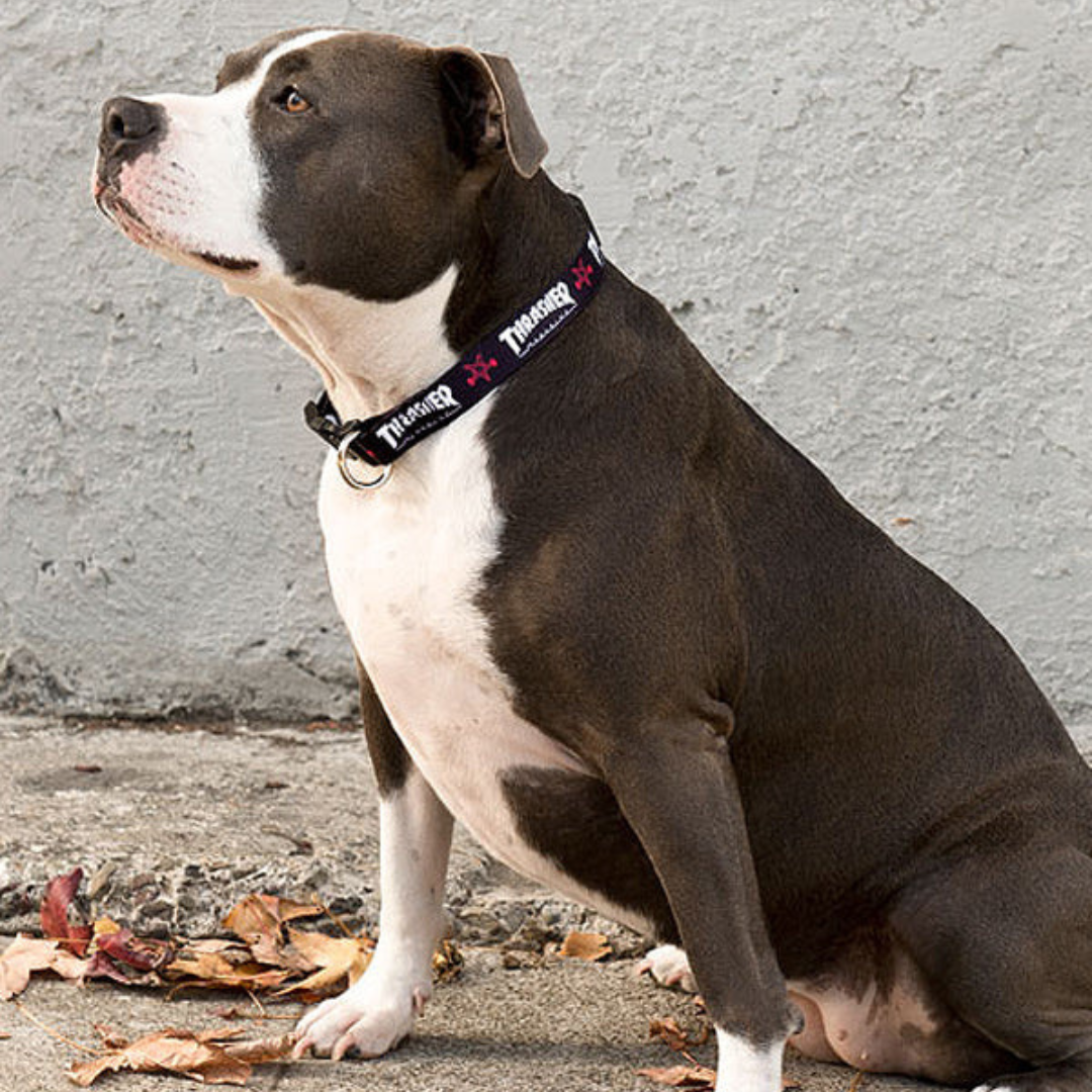 Thrasher Magazine Skategoat Dog Collar
